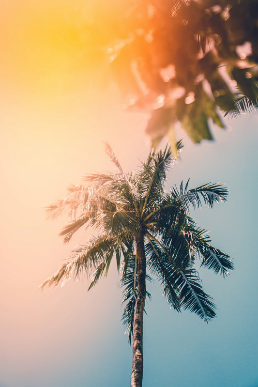 summer palm tree