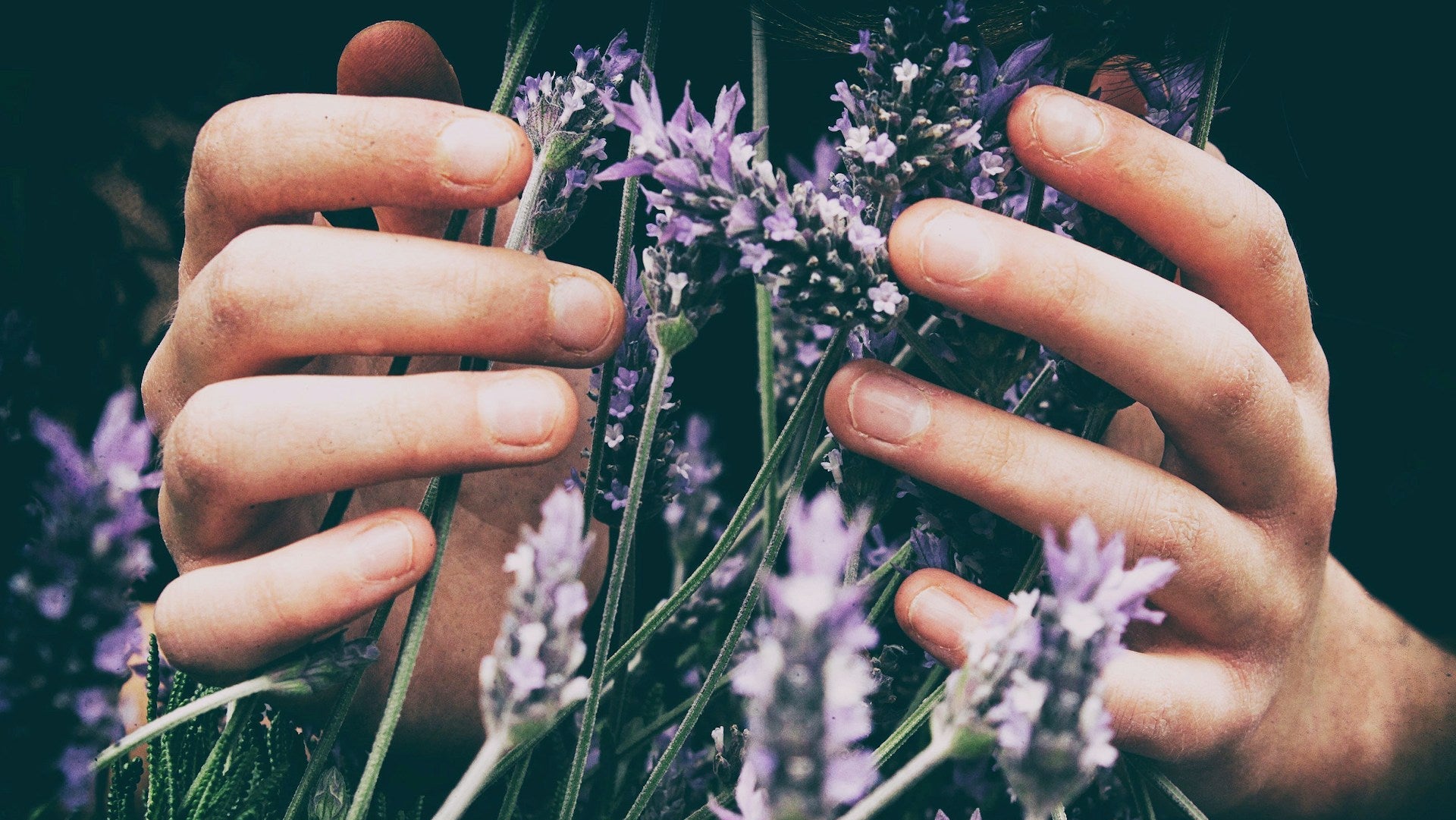 Hands holding a bundle of lavender flowers against a dark background photo by vero-manrique-unsplash